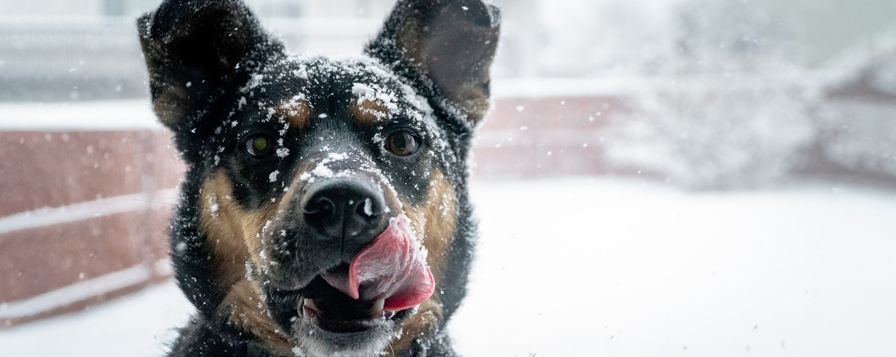 Puppy in snow